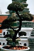 WatPhraKaeo-Bonsai.jpg